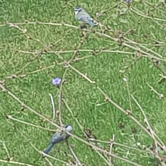 Cyanistes caeruleus: Animal in habitat Garden in the NatureSpots App