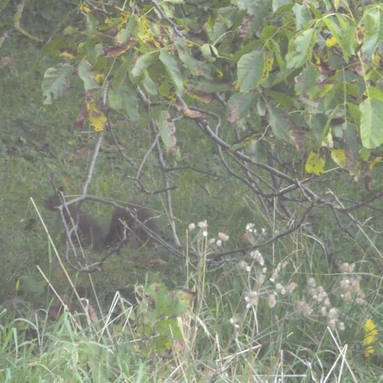 Eurasisches Eichhörnchen: Tier im Habitat Garten in der NatureSpots App