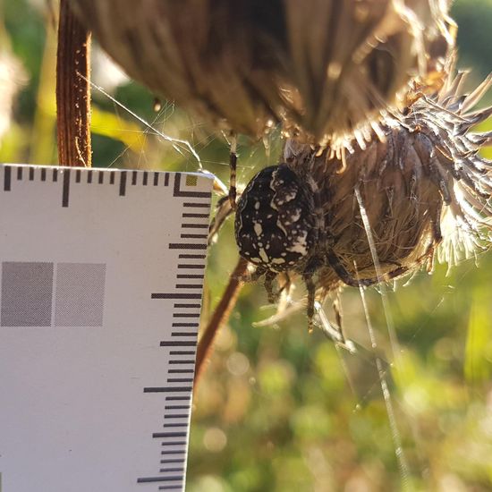 Kreuzspinnen: Tier im Habitat Halb-natürliches Grasland in der NatureSpots App