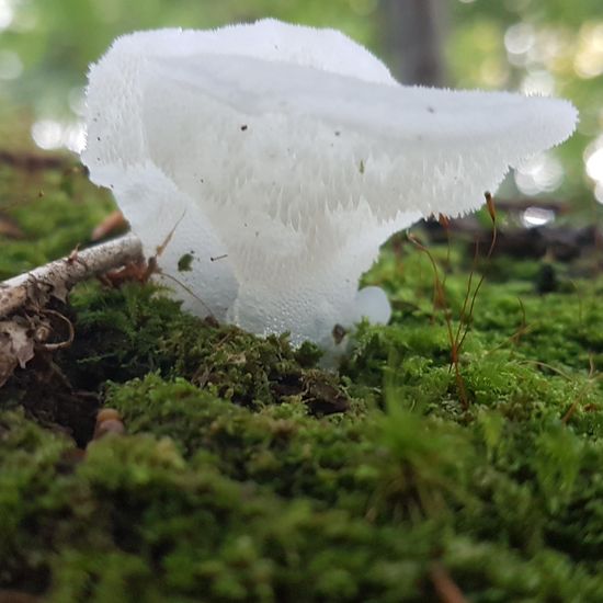 Eine unbekannte Art: Pilz im Habitat Wald der gemäßigten Breiten in der NatureSpots App