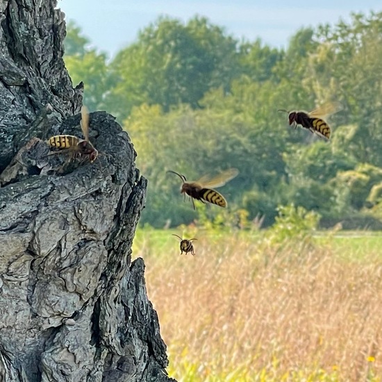 Hornissen: Tier im Habitat Anderes Agrarhabitat in der NatureSpots App