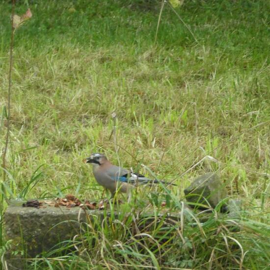 Eichelhäher: Tier im Habitat Garten in der NatureSpots App