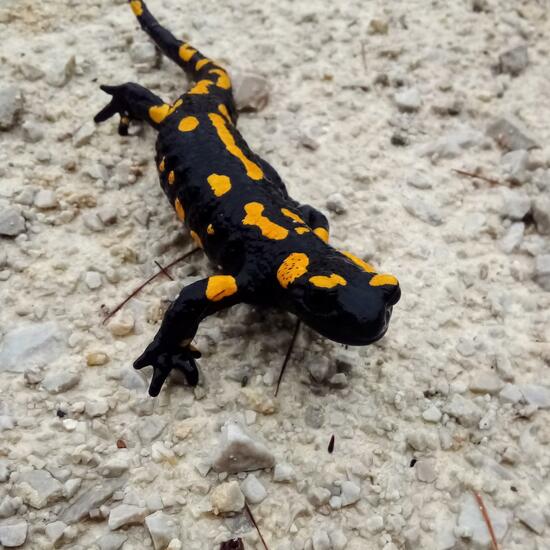 Feuersalamander: Tier in der Natur in der NatureSpots App