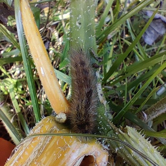 Zimtbär: Tier im Habitat Garten in der NatureSpots App