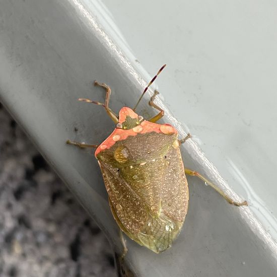 Heteroptera: Animal in habitat City and Urban in the NatureSpots App