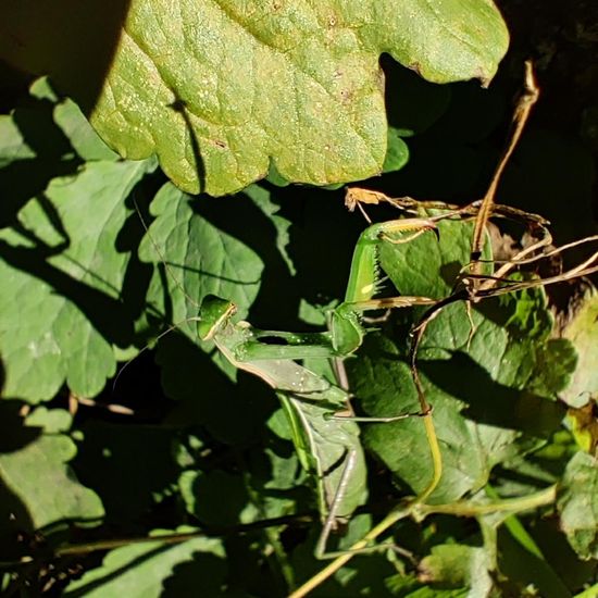 Europäische Gottesanbeterin: Tier im Habitat Garten in der NatureSpots App