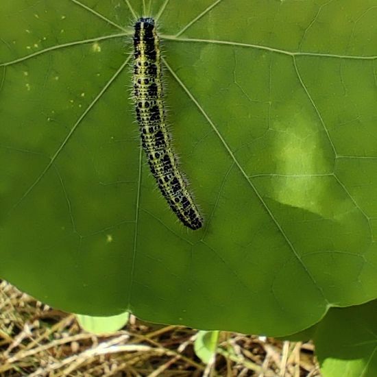 Großer Kohlweißling: Tier im Habitat Garten in der NatureSpots App