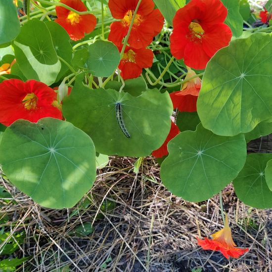 Großer Kohlweißling: Tier im Habitat Garten in der NatureSpots App