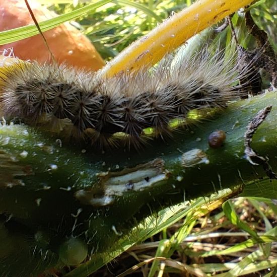 Zimtbär: Tier im Habitat Garten in der NatureSpots App