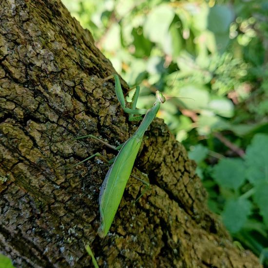 Europäische Gottesanbeterin: Tier im Habitat Garten in der NatureSpots App