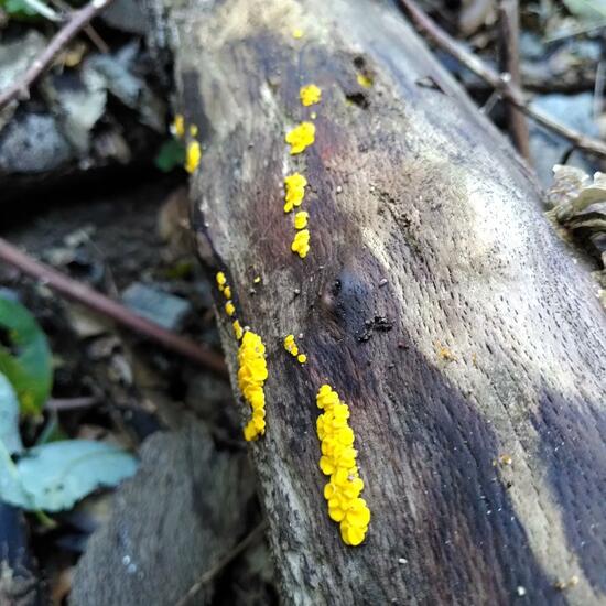 Bisporella citrina: Mushroom in habitat Temperate forest in the NatureSpots App