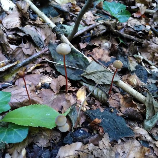 Mycena crocata: Pilz im Habitat Wald der gemäßigten Breiten in der NatureSpots App