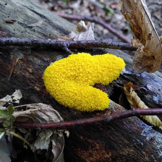 Eine unbekannte Art: Pilz im Habitat Wald der gemäßigten Breiten in der NatureSpots App