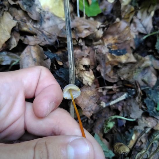 Mycena crocata: Mushroom in habitat Temperate forest in the NatureSpots App