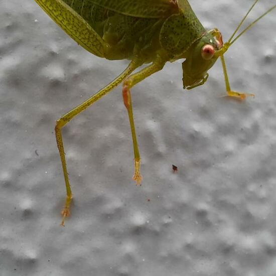 Sickle-bearing bush-cricket: Animal in nature in the NatureSpots App