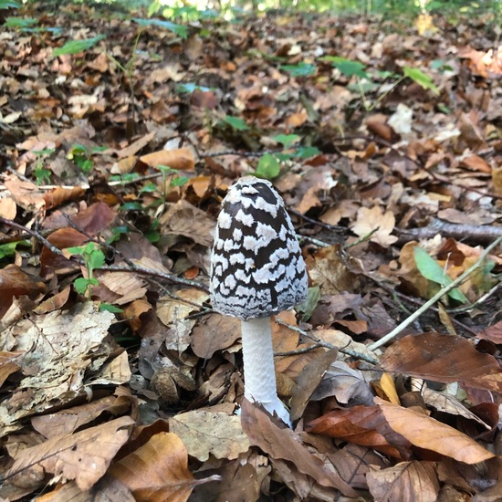 Specht-Tintling: Pilz im Habitat Wald in der NatureSpots App