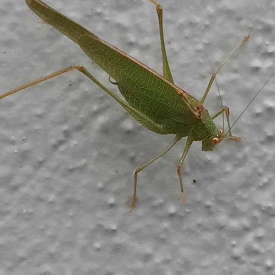 Sickle-bearing bush-cricket: Animal in nature in the NatureSpots App