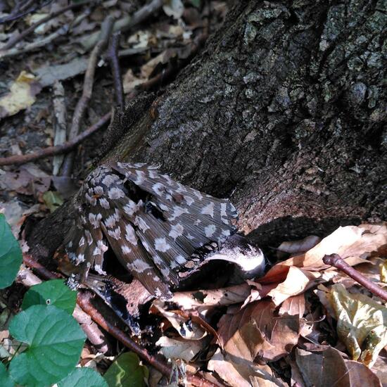 Coprinopsis picacea: Mushroom in habitat Temperate forest in the NatureSpots App