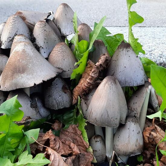 Coprinopsis atramentaria: Mushroom in habitat City and Urban in the NatureSpots App