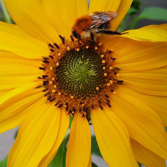 Ackerhummel: Tier in der Natur in der NatureSpots App