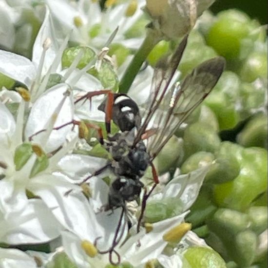 Mellinus crabroneus: Tier im Habitat Garten in der NatureSpots App