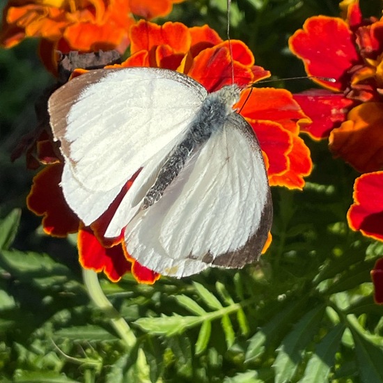 Pieris brassicae: Animal in habitat Garden in the NatureSpots App