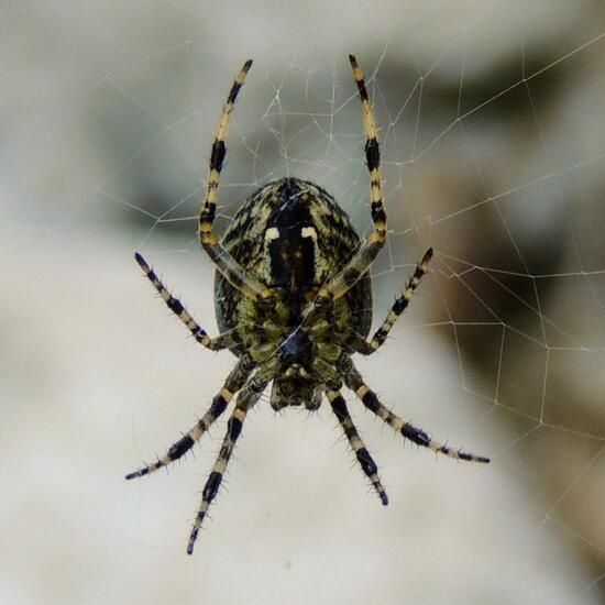 Araneus diadematus: Animal in nature in the NatureSpots App