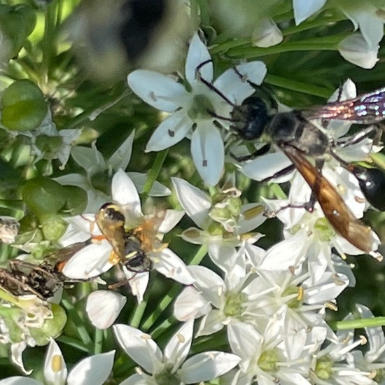 Stahlblauer Grillenjäger: Tier im Habitat Garten in der NatureSpots App