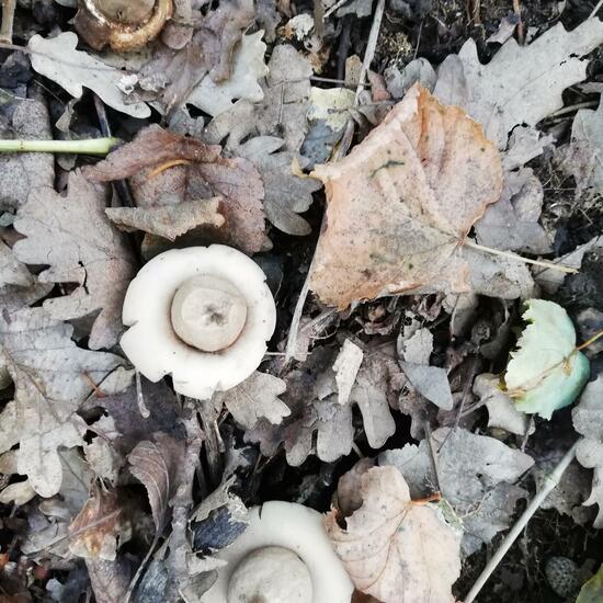 Geastrum fimbriatum: Mushroom in habitat Temperate forest in the NatureSpots App