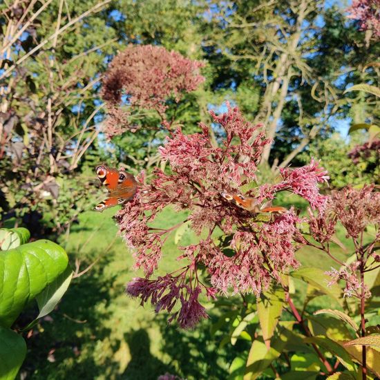 Tagpfauenauge: Tier im Habitat Garten in der NatureSpots App