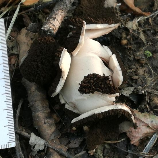 Eine unbekannte Art: Pilz im Habitat Wald der gemäßigten Breiten in der NatureSpots App