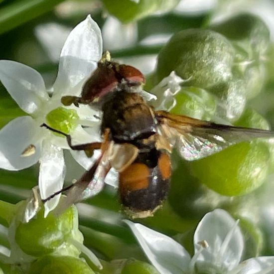 Ectophasia crassipennis: Tier im Habitat Garten in der NatureSpots App