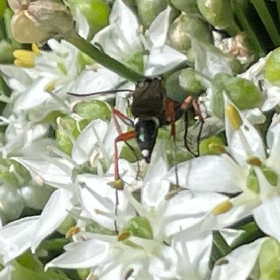 Mellinus crabroneus: Tier im Habitat Garten in der NatureSpots App