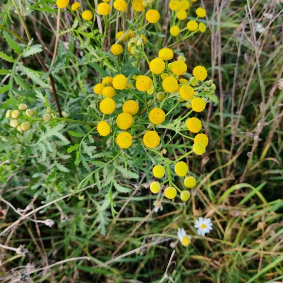 Tanacetum vulgare: Plant in habitat Buffer strip in the NatureSpots App