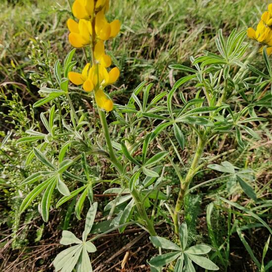 Lupinus luteus: Plant in habitat Buffer strip in the NatureSpots App