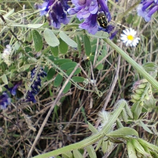 Eine unbekannte Art: Tier im Habitat Ackerrandstreifen in der NatureSpots App