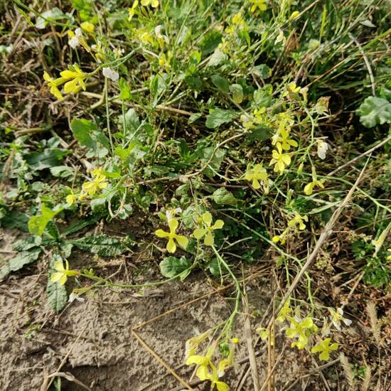 Raphanus raphanistrum: Plant in habitat Buffer strip in the NatureSpots App