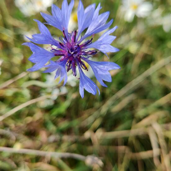 Kornblume: Pflanze im Habitat Ackerrandstreifen in der NatureSpots App