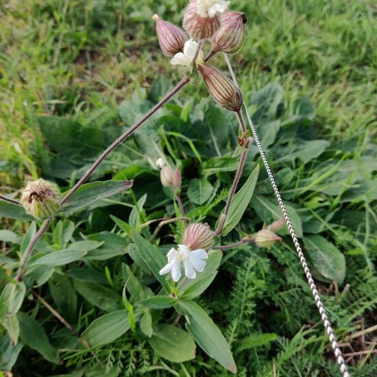 Silene vulgaris: Plant in habitat Buffer strip in the NatureSpots App