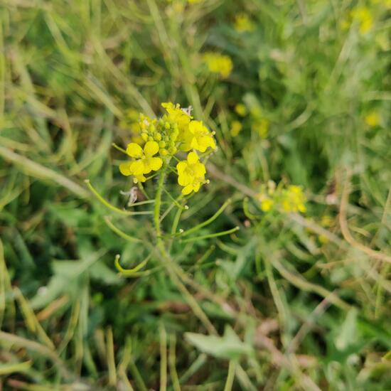 Loesels Rauke: Pflanze im Habitat Ackerrandstreifen in der NatureSpots App