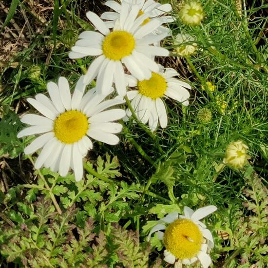 Geruchlose Kamille: Pflanze im Habitat Ackerrandstreifen in der NatureSpots App