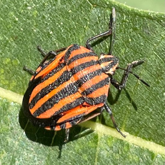 Streifenwanze: Tier im Habitat Garten in der NatureSpots App