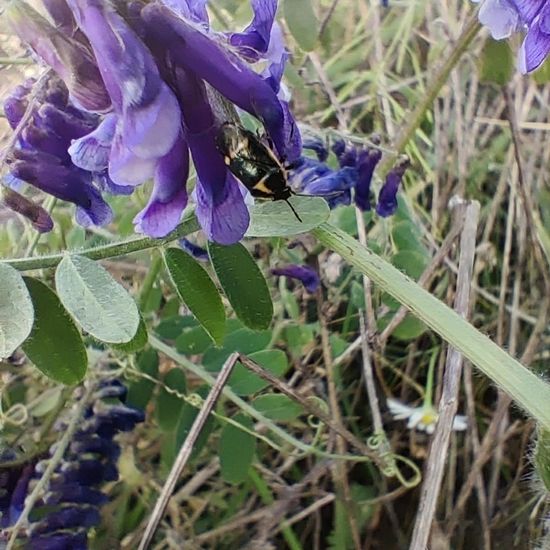 Eine unbekannte Art: Tier im Habitat Ackerrandstreifen in der NatureSpots App