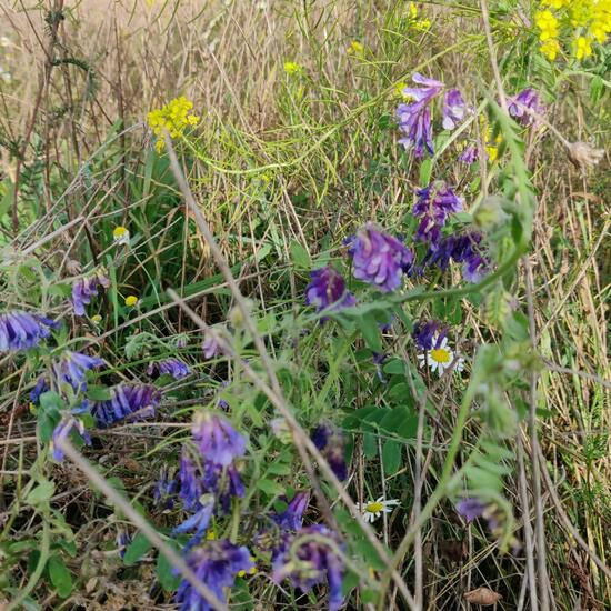 Zottige Wicke: Pflanze im Habitat Ackerrandstreifen in der NatureSpots App