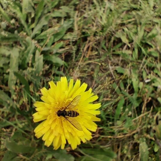 Hieracium: Plant in habitat Buffer strip in the NatureSpots App