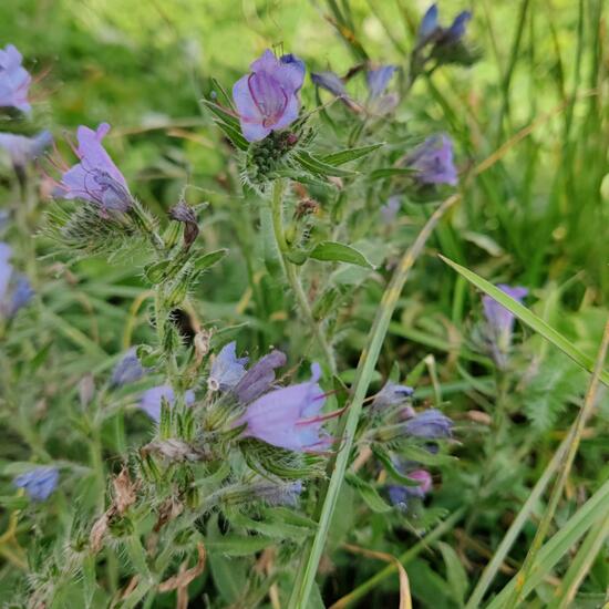 Gewöhnlicher Natternkopf: Pflanze im Habitat Ackerrandstreifen in der NatureSpots App