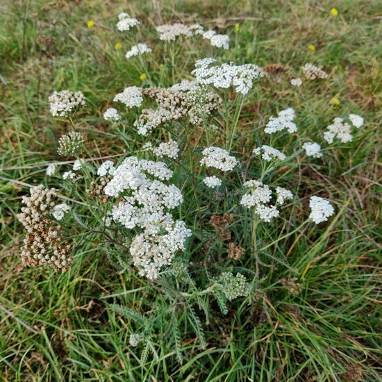 Schafgarben: Pflanze im Habitat Ackerrandstreifen in der NatureSpots App