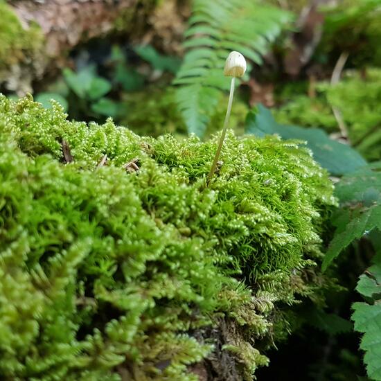 Eine unbekannte Art: Pilz im Habitat Wald der gemäßigten Breiten in der NatureSpots App