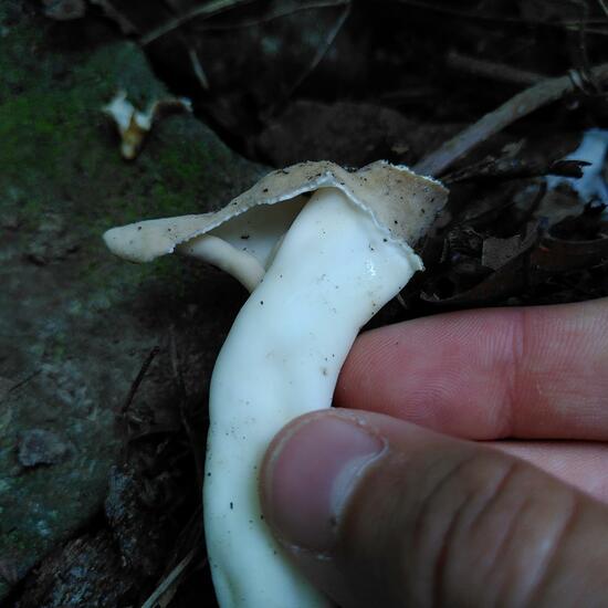 Elastische Lorchel: Pilz im Habitat Wald der gemäßigten Breiten in der NatureSpots App