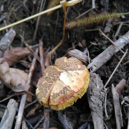 Gemeiner Rotfußröhrling: Pilz im Habitat Wald der gemäßigten Breiten in der NatureSpots App